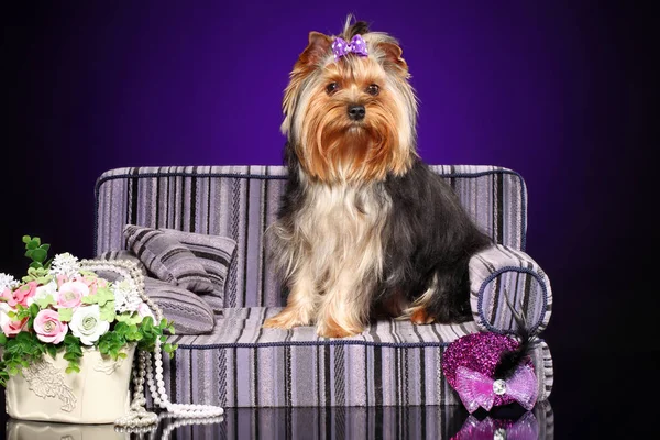 かわいい小さなヨーキー犬ソファのポーズ — ストック写真