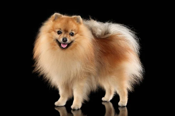 Happy Pomeranian Spitz Perro Stand Sobre Fondo Negro — Foto de Stock