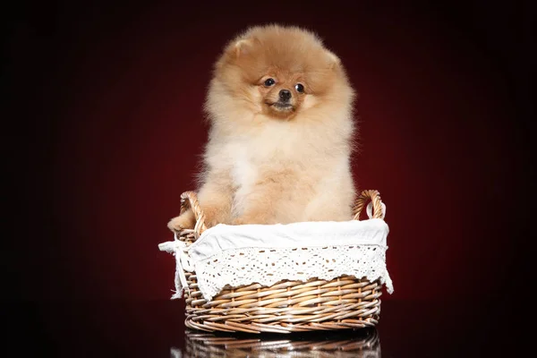 Cachorrinho Spitz Cesta Vime Fundo Vermelho — Fotografia de Stock