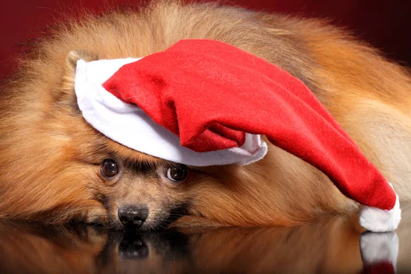 Pomeranian Spitz Acostado Santa Sombrero Sobre Fondo Rojo Temas Animales —  Fotos de Stock
