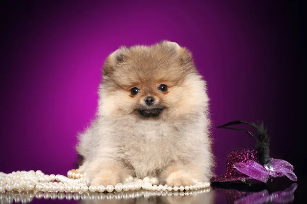 Cachorro Spitz Adorável Com Pérolas Fundo Violeta Tema Animal Bebê — Fotografia de Stock