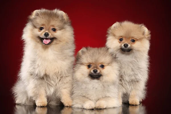 Grupo Cachorros Felices Pomerania Sobre Fondo Rojo Tema Bebé Animal —  Fotos de Stock