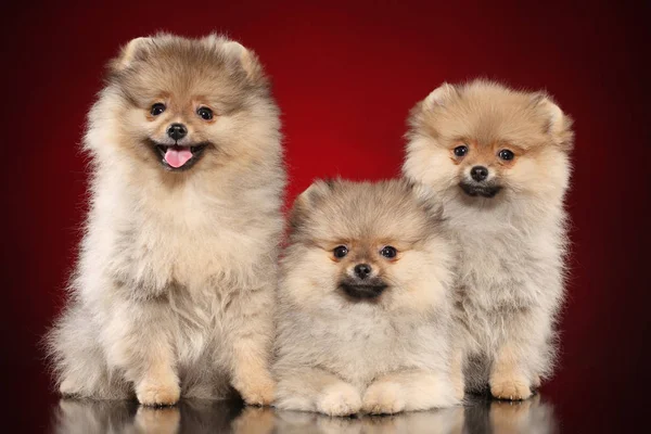 Grupo Filhotes Felizes Pomerânia Fundo Vermelho Tema Animal Bebê — Fotografia de Stock