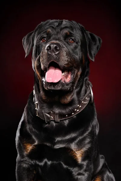 Feliz Cão Rottweiler Retrato Sobre Fundo Vermelho Escuro — Fotografia de Stock