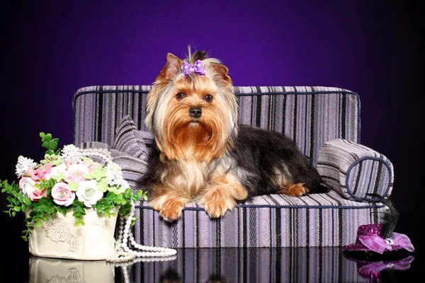 紫色の背景にソファの上に横になっている花の花束とヨークシャー テリア 動物関連 — ストック写真