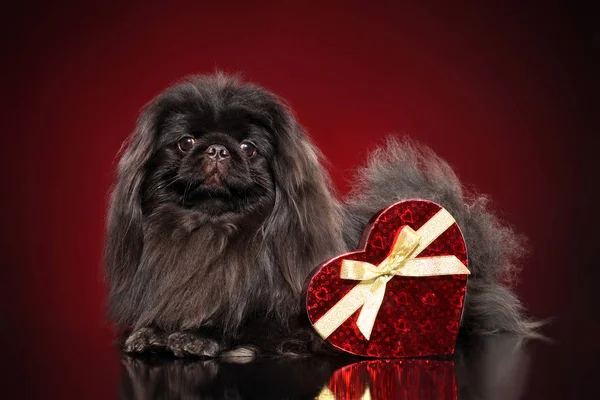 Cão Pekingese Preto Bonito Com Coração Valentim Vermelho Fundo Vermelho — Fotografia de Stock