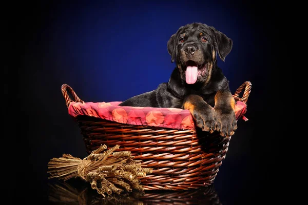 Ευτυχισμένος Σκύλος Ροτβάιλερ Στο Μεγάλο Ψάθινο Καλάθι Σκούρο Μπλε Φόντο — Φωτογραφία Αρχείου