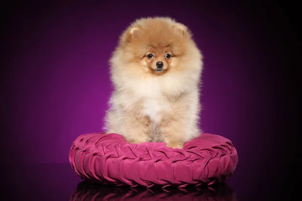 Cachorrinho Spitz Pomerânia Posando Travesseiro Rosa Filmagem Estúdio Tema Animal — Fotografia de Stock