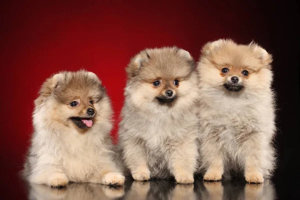 Happy Pomeranian Spitz Cachorros Sobre Fondo Rojo — Foto de Stock