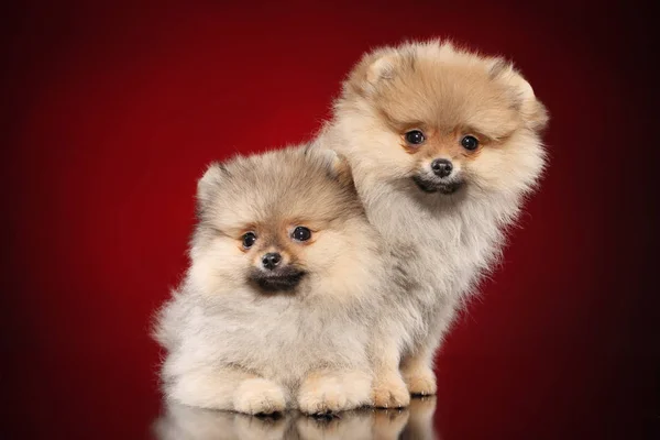 Filhotes Cachorro Pomerânia Fundo Vermelho — Fotografia de Stock