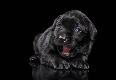 Labrador köpek yavrusu siyah arka plan üzerinde esnemek