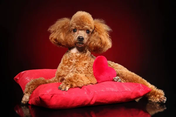 Bonito Brinquedo Jovem Poodle Deitado Travesseiro Vermelho — Fotografia de Stock