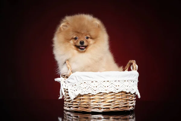 Spitz Cachorro Cão Cesta Vime Fundo Vermelho — Fotografia de Stock