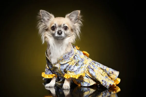 Retrato Jovem Cão Chihuahua Roupas Fundo Escuro Temas Animais — Fotografia de Stock