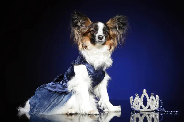 Retrato Joven Perro Papillon Vestido Sobre Fondo Azul Profundo — Foto de Stock