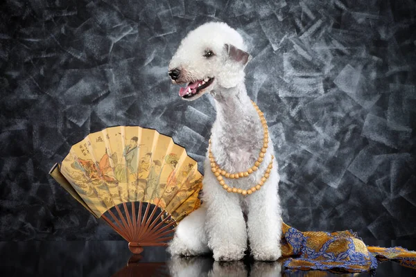 Bedlington Terrier Auf Grauem Hintergrund — Stockfoto