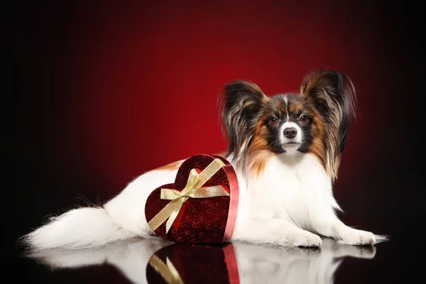 Kontinentaler Spielzeug Spaniel Hund Der Neben Rotem Valentinsherz Auf Tiefrotem — Stockfoto