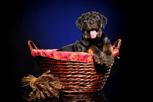 Lindo Rottweiler Canasta Mimbre Sobre Fondo Azul Oscuro —  Fotos de Stock
