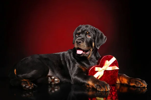 Giovane Cucciolo Rottweiler Con Cuore Rosso San Valentino Sfondo Scuro — Foto Stock