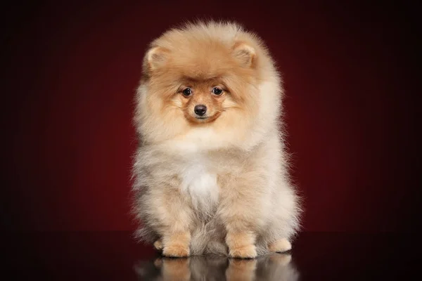 Alegre Cachorro Zwerg Spitz Sienta Sobre Fondo Rojo Tema Bebé —  Fotos de Stock