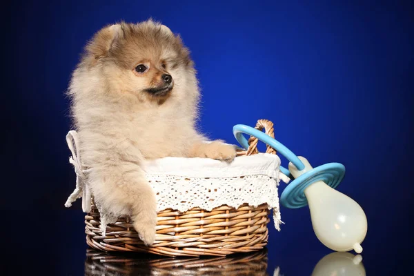 Cãozinho Spitz Pomerânia Cesta Vime Com Uma Chupeta Grande — Fotografia de Stock