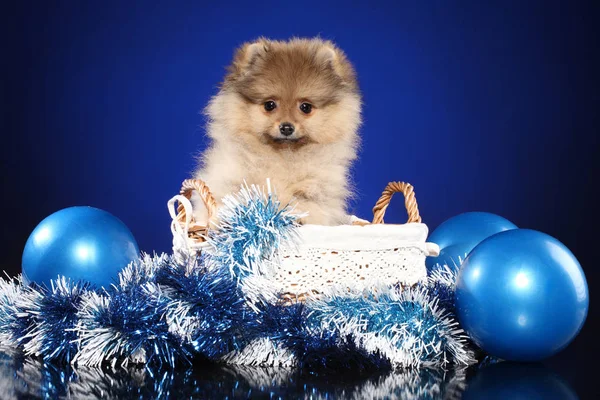 Pomeranian Spitz Cachorro Con Guirnalda Navidad Sobre Fondo Azul Profundo —  Fotos de Stock