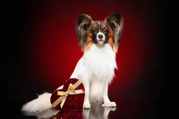 Continental Brinquedo Spaniel Cão Com Coração Valentim Vermelho Fundo Escuro — Fotografia de Stock