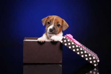 Köpek yavrusu Jack Russell Terrier hediye kutusunda koyu mavi zemin üzerine. Bebek hayvan Tema
