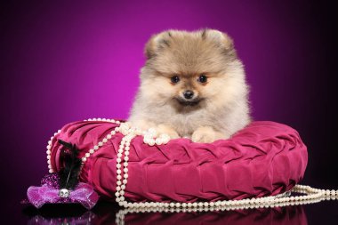 Pomeranian Spitz köpek mor zemin üzerine pembe yastık üzerinde. Bebek hayvan Tema