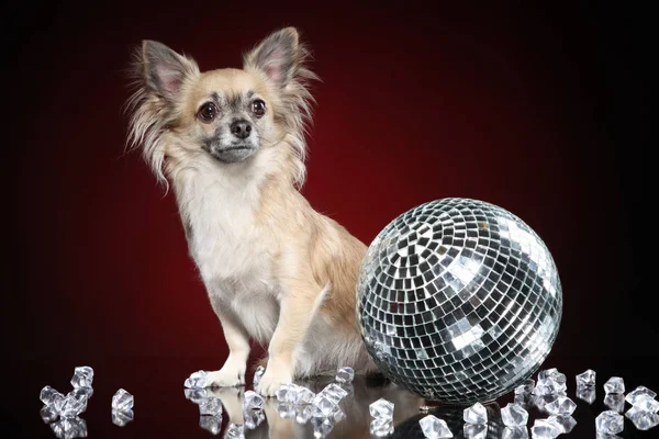 Mexican Dog Chihuahua Disco Ball Dark Red Background — Stock Photo, Image