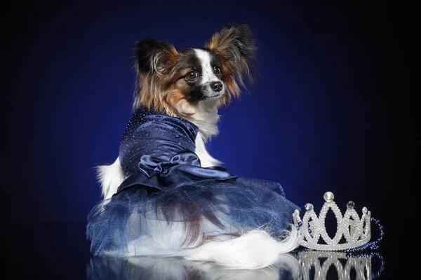 Kontinentaler Spielzeug Spaniel Hund Kleid Auf Tiefblauem Hintergrund Tierthemen — Stockfoto