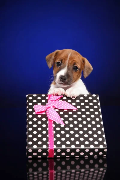 Filhote Cachorro Jack Russell Terrier Caixa Presente Fundo Azul Profundo — Fotografia de Stock