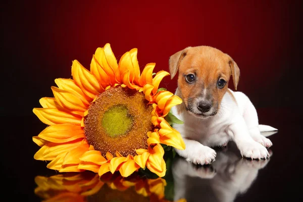 Jack Russell Terrier Cerca Enorme Girasol Sobre Fondo Rojo Temas — Foto de Stock