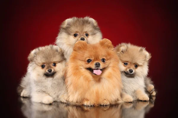 Feliz Pomeranian Spitz Madre Cachorros Sobre Fondo Rojo Tema Bebé —  Fotos de Stock