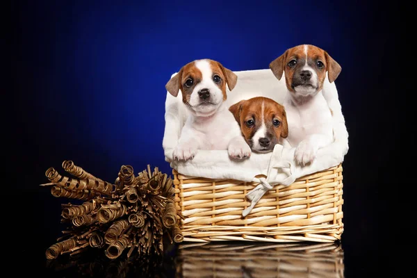 Retrato Jack Russell Terrier Cachorros Canasta Mimbre Sobre Fondo Azul —  Fotos de Stock