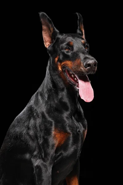 Chien Doberman Sur Fond Noir Thèmes Animaux — Photo