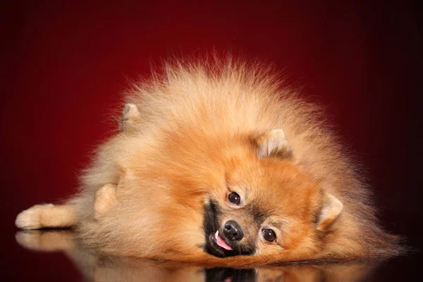 Happy Spitz Dog Resting Red Background Animal Themes — Stock Photo, Image