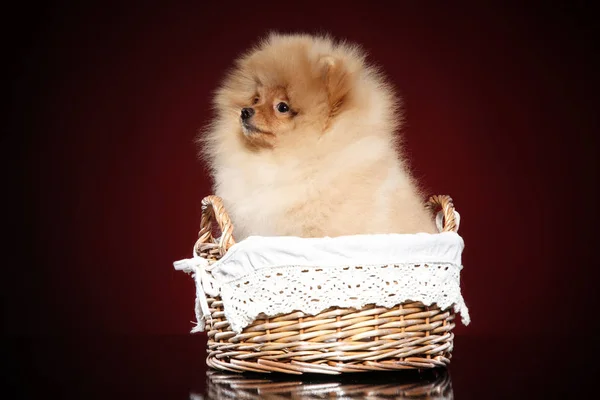 Cachorro Zwerg Spitz Canasta Mimbre Sobre Fondo Rojo Tema Bebé — Foto de Stock