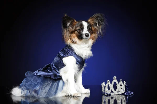 Papillon Perro Sienta Cerca Corona Sobre Fondo Azul Profundo — Foto de Stock