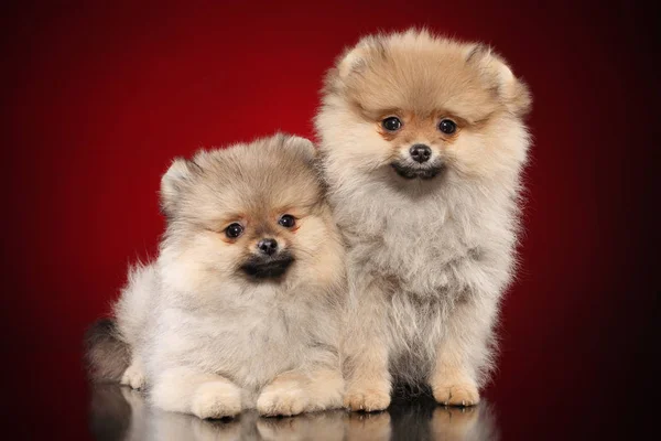 Chiots Spitz Poméraniens Sur Fond Rouge Profond — Photo