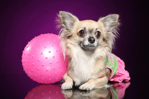 Chihuahua Avec Boule Rose Couchée Sur Fond Violet Foncé Images De Stock Libres De Droits