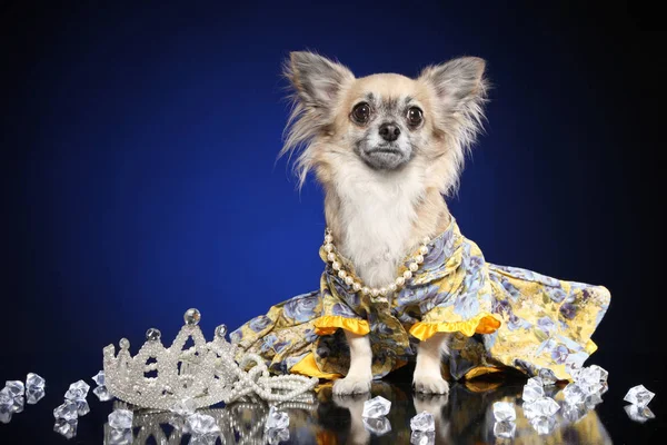 Chihuahua Hundekleidung Auf Tiefblauem Hintergrund Tierthemen Stockbild