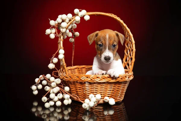 Chiot Jack Russell Terrier Dans Panier Osier Sur Fond Rouge Photos De Stock Libres De Droits