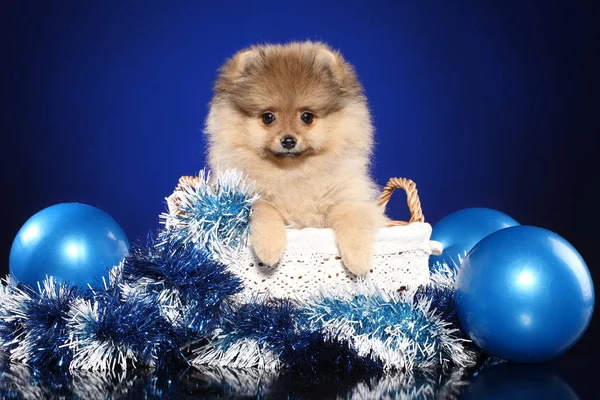 Happy Spitz Welpe Korb Mit Weihnachtsgirlanden Auf Tiefblauem Hintergrund Baby Stockfoto