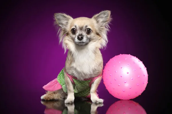 Chihuahua Hund Mit Rosa Ball Sitzt Auf Dunkelviolettem Hintergrund Stockbild