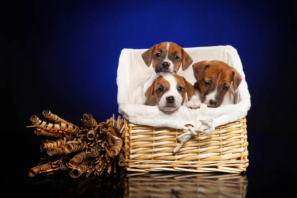 Jack Russell Terrier Welpen Weidenkorb Auf Tiefblauem Hintergrund Baby Tier Stockbild