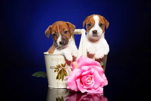 Jack Russell Terrier Welpen Mit Blume Auf Dunkelblauem Hintergrund Stockbild