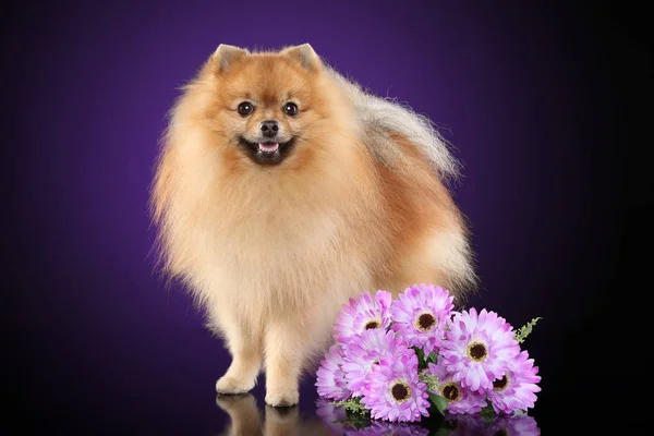 Pommerscher Spitzhund Mit Blumenstrauß Auf Violettem Hintergrund Stockbild