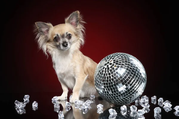 Porträt Eines Jungen Chihuahua Hundes Mit Glitzerball Stockfoto