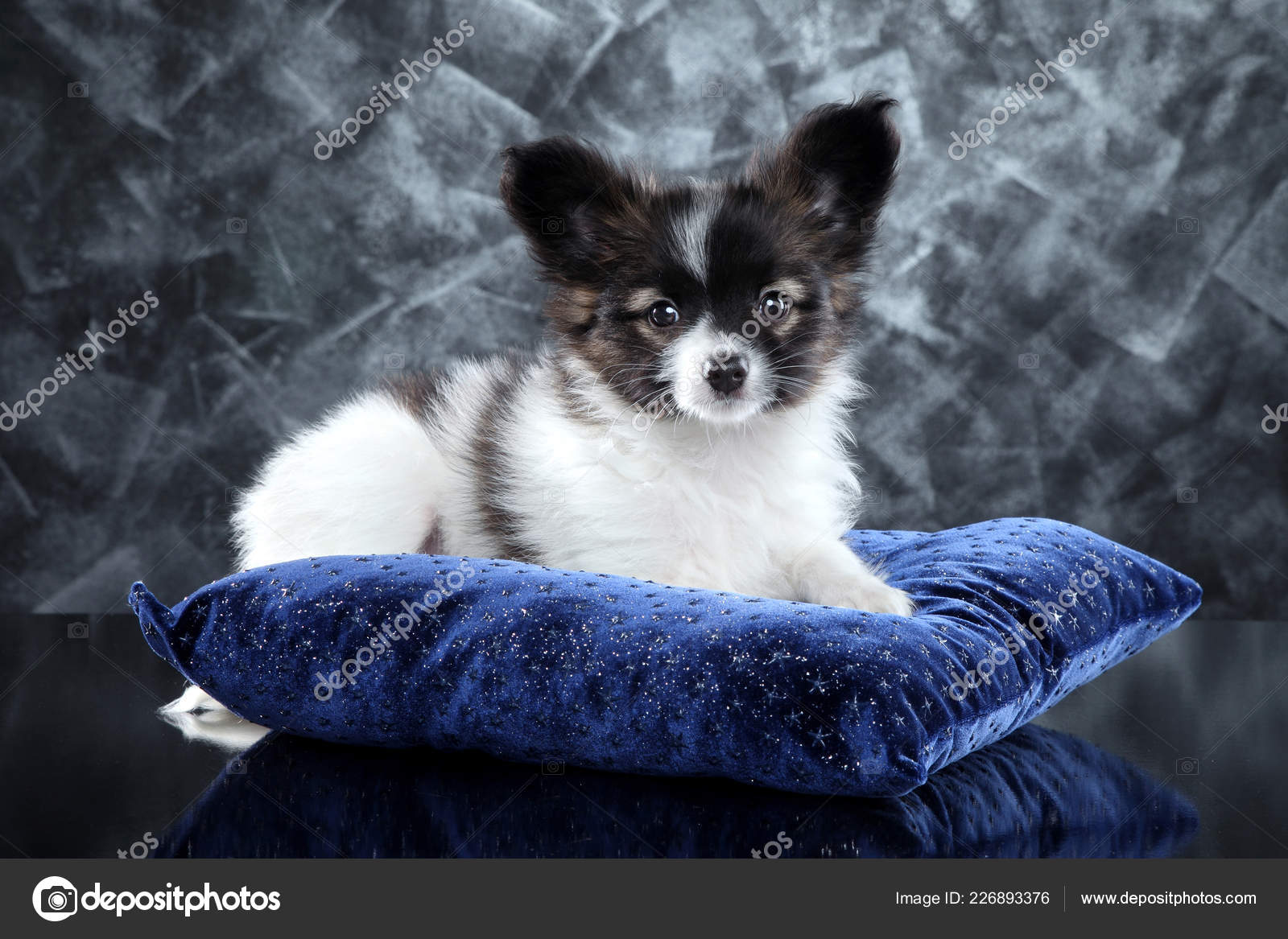 Papillon Puppy Lying Deep Blue Pillow Gray Background Baby Animal Stock Photo By C Vitcom Papillon Puppy Lying Deep Blue Pillow Gray Background Baby Animal Stock Photo By C Vitcom